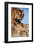 India, Bengal Tigers, Panthera Tigris-Stuart Westmorland-Framed Photographic Print