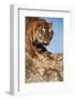 India, Bengal Tigers, Panthera Tigris-Stuart Westmorland-Framed Photographic Print