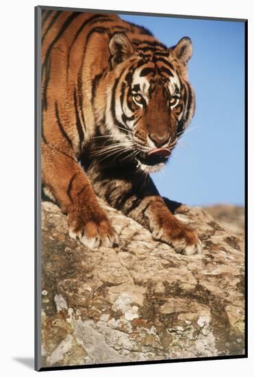 India, Bengal Tigers, Panthera Tigris-Stuart Westmorland-Mounted Photographic Print