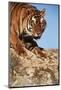 India, Bengal Tigers, Panthera Tigris-Stuart Westmorland-Mounted Photographic Print