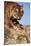India, Bengal Tigers, Panthera Tigris-Stuart Westmorland-Stretched Canvas
