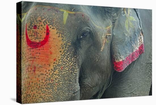 India, Bihar, Patna, Sonepur Mela Cattle Fait, Painted Elephant-Anthony Asael-Stretched Canvas