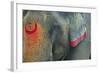 India, Bihar, Patna, Sonepur Mela Cattle Fait, Painted Elephant-Anthony Asael-Framed Photographic Print