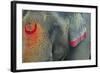 India, Bihar, Patna, Sonepur Mela Cattle Fait, Painted Elephant-Anthony Asael-Framed Photographic Print