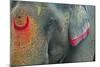 India, Bihar, Patna, Sonepur Mela Cattle Fait, Painted Elephant-Anthony Asael-Mounted Photographic Print