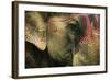 India, Bihar, Patna, Sonepur Mela Cattle Fait, Painted Elephant-Anthony Asael-Framed Photographic Print