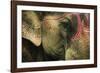 India, Bihar, Patna, Sonepur Mela Cattle Fait, Painted Elephant-Anthony Asael-Framed Photographic Print