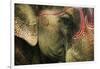 India, Bihar, Patna, Sonepur Mela Cattle Fait, Painted Elephant-Anthony Asael-Framed Photographic Print