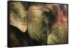 India, Bihar, Patna, Sonepur Mela Cattle Fait, Painted Elephant-Anthony Asael-Framed Stretched Canvas