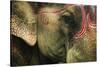 India, Bihar, Patna, Sonepur Mela Cattle Fait, Painted Elephant-Anthony Asael-Stretched Canvas