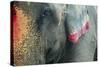 India, Bihar, Patna, Sonepur Mela Cattle Fait, Painted Elephant-Anthony Asael-Stretched Canvas