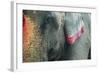 India, Bihar, Patna, Sonepur Mela Cattle Fait, Painted Elephant-Anthony Asael-Framed Photographic Print