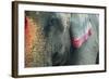 India, Bihar, Patna, Sonepur Mela Cattle Fait, Painted Elephant-Anthony Asael-Framed Photographic Print