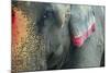 India, Bihar, Patna, Sonepur Mela Cattle Fait, Painted Elephant-Anthony Asael-Mounted Photographic Print