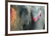 India, Bihar, Patna, Sonepur Mela Cattle Fait, Painted Elephant-Anthony Asael-Framed Photographic Print