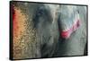 India, Bihar, Patna, Sonepur Mela Cattle Fait, Painted Elephant-Anthony Asael-Framed Stretched Canvas