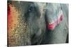 India, Bihar, Patna, Sonepur Mela Cattle Fait, Painted Elephant-Anthony Asael-Stretched Canvas