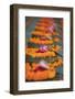 India, Bodh Gaya, Mahabodhi Complex, Great Awakening Temple, Flowers-Anthony Asael-Framed Photographic Print