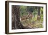 India. Chital, spotted deer, Axis axis, at Kanha Tiger Reserve National Park.-Ralph H. Bendjebar-Framed Photographic Print