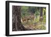 India. Chital, spotted deer, Axis axis, at Kanha Tiger Reserve National Park.-Ralph H. Bendjebar-Framed Photographic Print