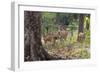 India. Chital, spotted deer, Axis axis, at Kanha Tiger Reserve National Park.-Ralph H. Bendjebar-Framed Photographic Print