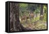 India. Chital, spotted deer, Axis axis, at Kanha Tiger Reserve National Park.-Ralph H. Bendjebar-Framed Stretched Canvas