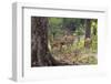 India. Chital, spotted deer, Axis axis, at Kanha Tiger Reserve National Park.-Ralph H. Bendjebar-Framed Photographic Print