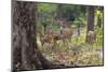 India. Chital, spotted deer, Axis axis, at Kanha Tiger Reserve National Park.-Ralph H. Bendjebar-Mounted Photographic Print