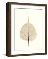 India Ficus-Alan Blaustein-Framed Photographic Print