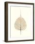 India Ficus-Alan Blaustein-Framed Photographic Print