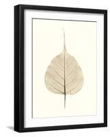 India Ficus-Alan Blaustein-Framed Photographic Print