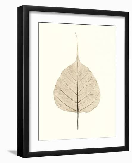 India Ficus-Alan Blaustein-Framed Photographic Print