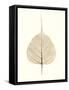 India Ficus-Alan Blaustein-Framed Stretched Canvas