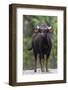 India. Gaur, Indian wild bison, Bos gaurus, at Kanha tiger reserve.-Ralph H. Bendjebar-Framed Photographic Print