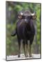 India. Gaur, Indian wild bison, Bos gaurus, at Kanha tiger reserve.-Ralph H. Bendjebar-Mounted Photographic Print