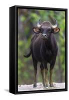 India. Gaur, Indian wild bison, Bos gaurus, at Kanha tiger reserve.-Ralph H. Bendjebar-Framed Stretched Canvas