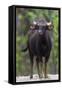 India. Gaur, Indian wild bison, Bos gaurus, at Kanha tiger reserve.-Ralph H. Bendjebar-Framed Stretched Canvas