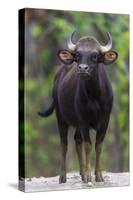 India. Gaur, Indian wild bison, Bos gaurus, at Kanha tiger reserve.-Ralph H. Bendjebar-Stretched Canvas