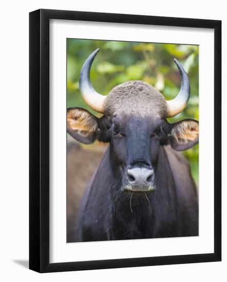 India. Gaur, Indian wild bison, Bos gaurus, at Kanha tiger reserve.-Ralph H^ Bendjebar-Framed Photographic Print