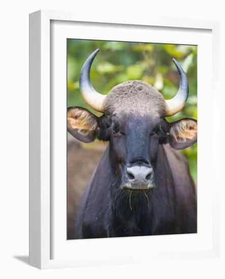 India. Gaur, Indian wild bison, Bos gaurus, at Kanha tiger reserve.-Ralph H^ Bendjebar-Framed Photographic Print