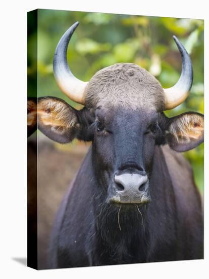 India. Gaur, Indian wild bison, Bos gaurus, at Kanha tiger reserve.-Ralph H^ Bendjebar-Stretched Canvas