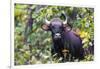 India. Gaur, Indian wild bison, Bos gaurus, at Kanha tiger reserve.-Ralph H. Bendjebar-Framed Photographic Print