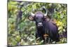 India. Gaur, Indian wild bison, Bos gaurus, at Kanha tiger reserve.-Ralph H. Bendjebar-Mounted Photographic Print