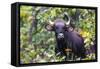 India. Gaur, Indian wild bison, Bos gaurus, at Kanha tiger reserve.-Ralph H. Bendjebar-Framed Stretched Canvas