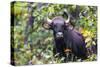 India. Gaur, Indian wild bison, Bos gaurus, at Kanha tiger reserve.-Ralph H. Bendjebar-Stretched Canvas