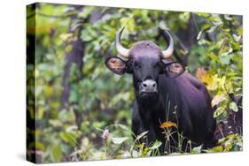 India. Gaur, Indian wild bison, Bos gaurus, at Kanha tiger reserve.-Ralph H. Bendjebar-Stretched Canvas