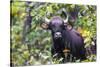 India. Gaur, Indian wild bison, Bos gaurus, at Kanha tiger reserve.-Ralph H. Bendjebar-Stretched Canvas