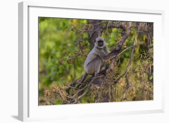 India. Grey langur, Hanuman langur at Bandhavgarh Tiger Reserve-Ralph H. Bendjebar-Framed Photographic Print