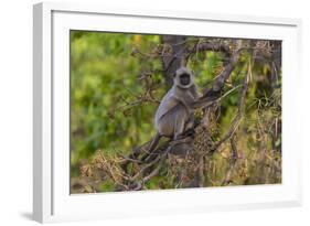 India. Grey langur, Hanuman langur at Bandhavgarh Tiger Reserve-Ralph H. Bendjebar-Framed Photographic Print