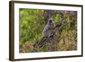 India. Grey langur, Hanuman langur at Bandhavgarh Tiger Reserve-Ralph H. Bendjebar-Framed Photographic Print